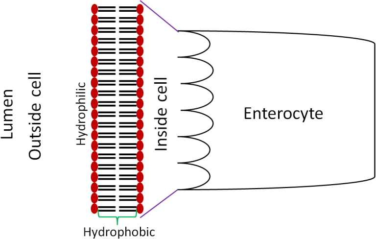 Macronutrient Uptake, Absorption & Transport – Human Nutrition