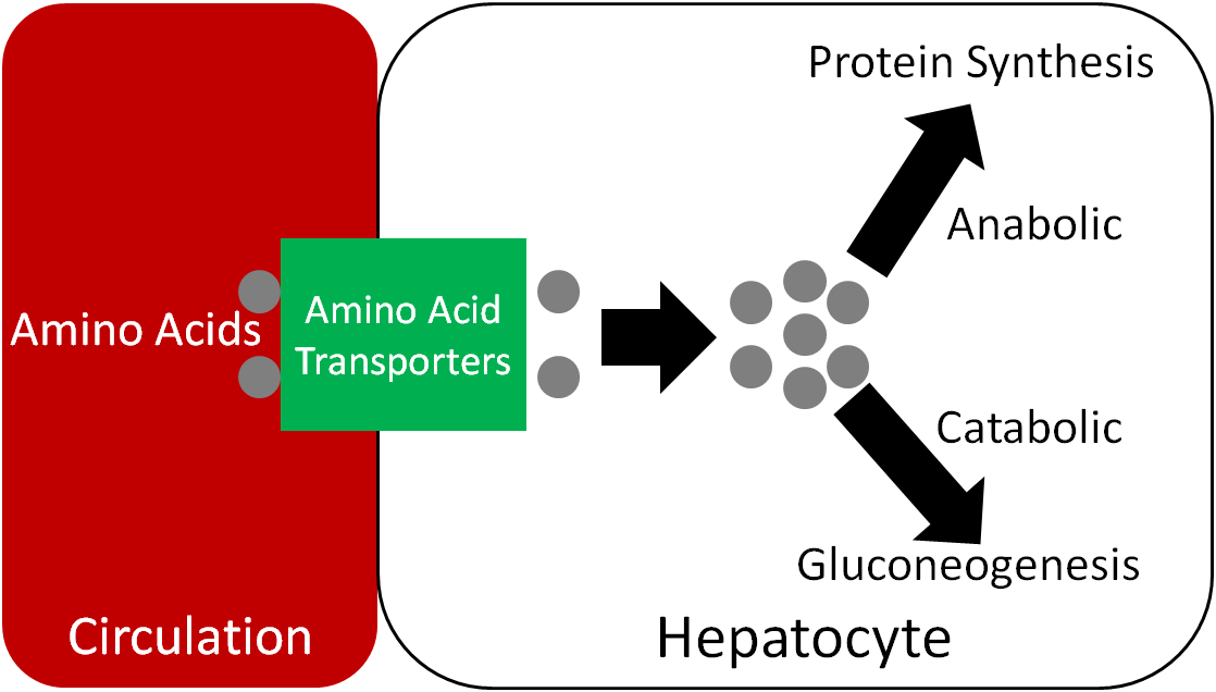 Macronutrient Uptake Absorption Transport Human Nutrition