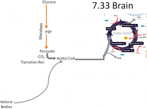 Integration Of Macronutrient & Alcohol Metabolism – Human Nutrition