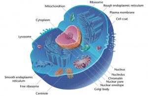 Cell Structure – General Microbiology