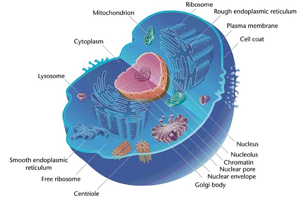 Typical Eukaryotic Cell.
