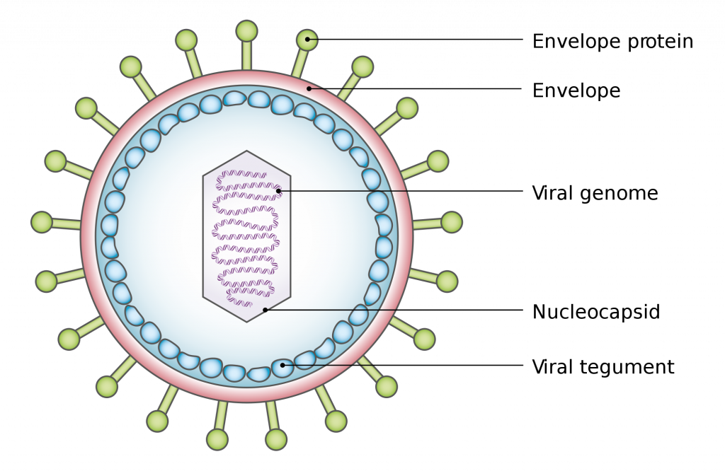 Characteristics about Viruses