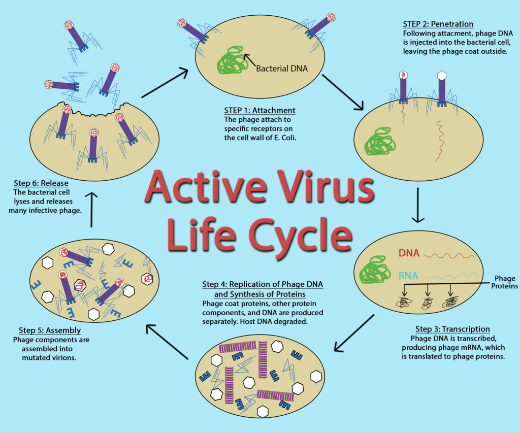 lytic cycle diagram 5 steps