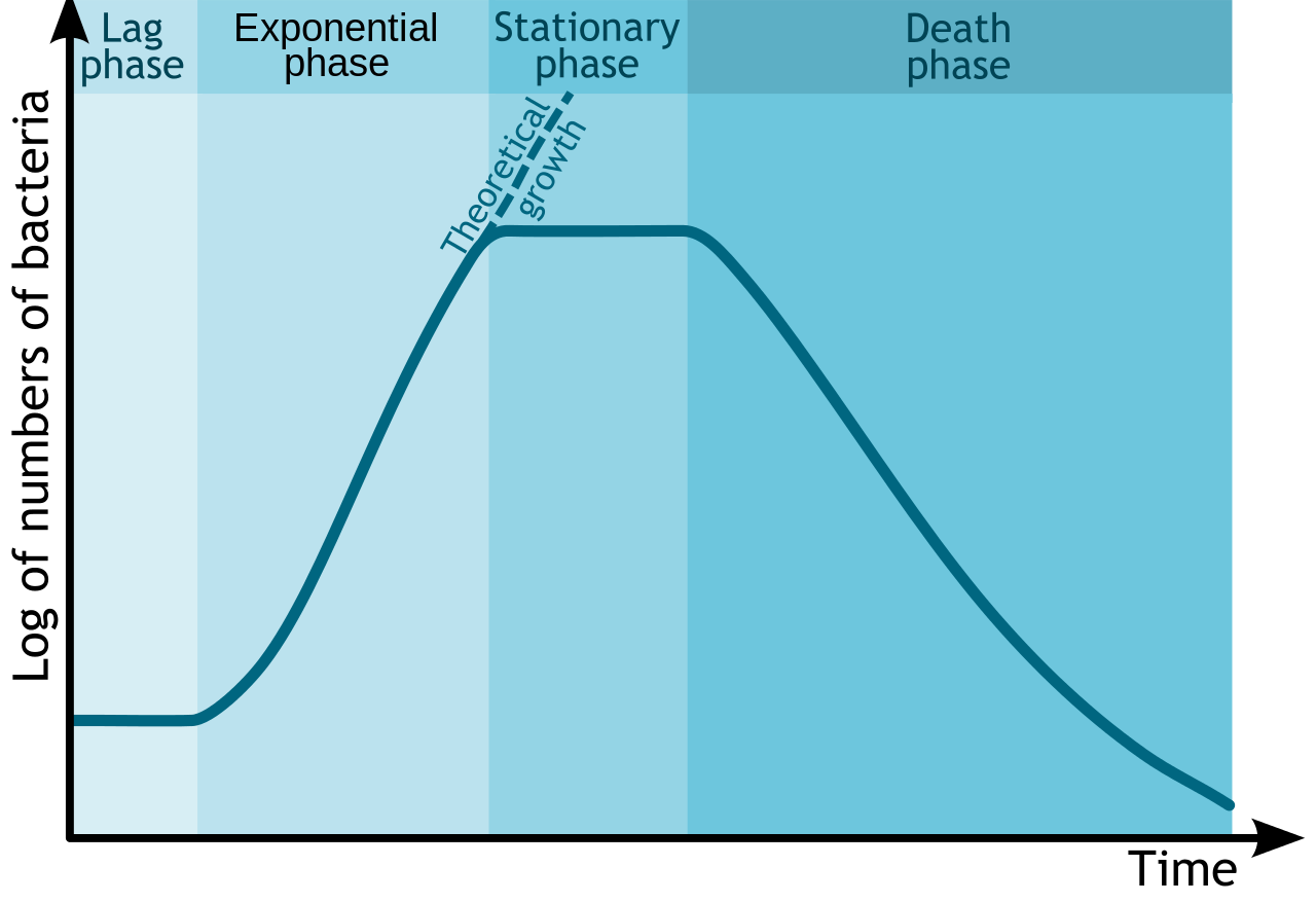 lab-2-bacterial-growth-curve-lab-2-determination-of-bacterial-growth