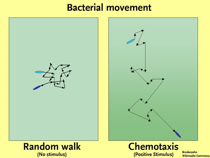 Bacterial Movement