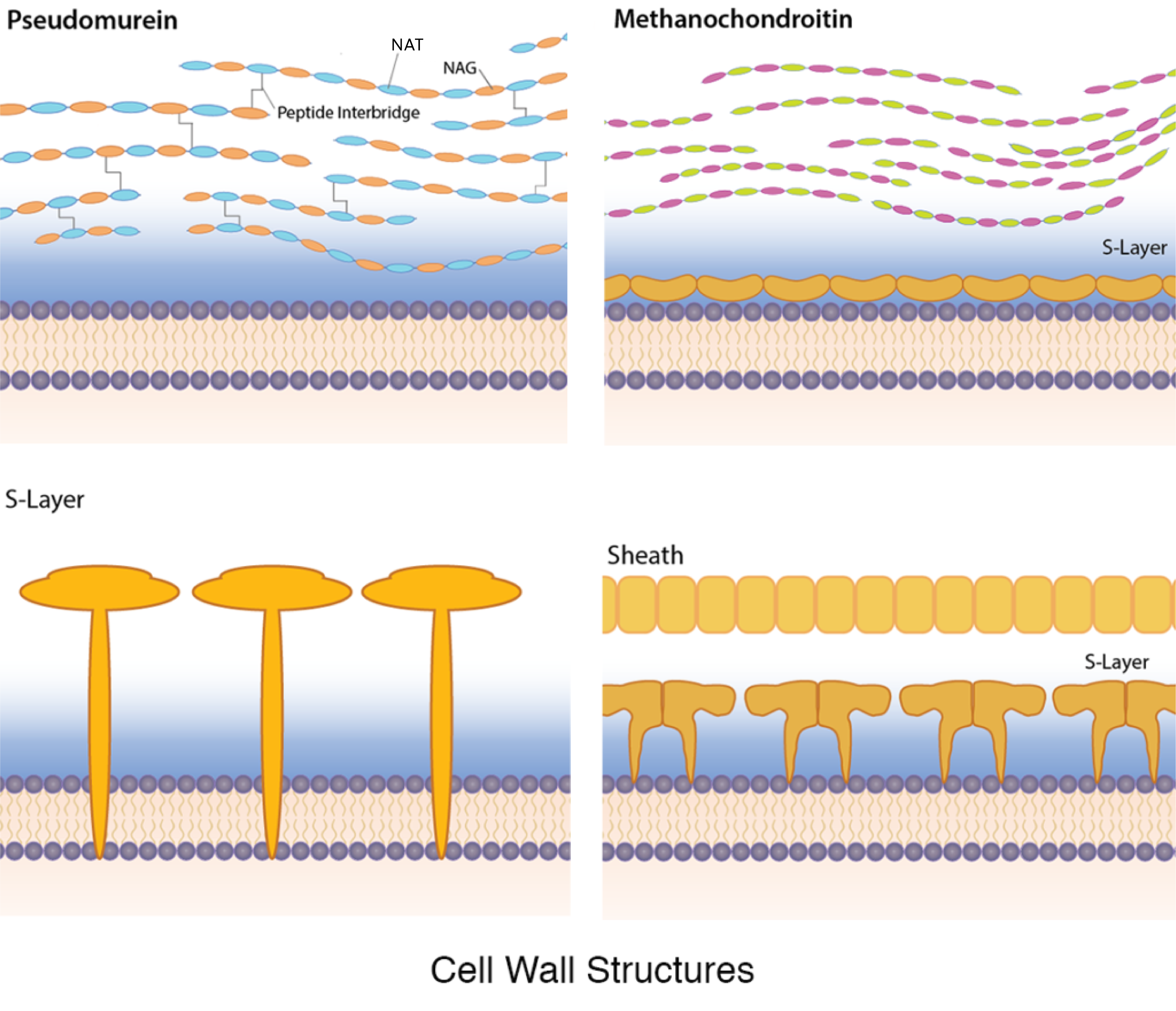 archaeal cell diagram