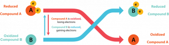 Energetics & Redox Reactions – General Microbiology