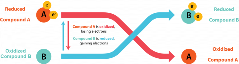 Energetics & Redox Reactions – General Microbiology