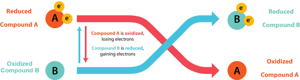 Energetics & Redox Reactions – General Microbiology