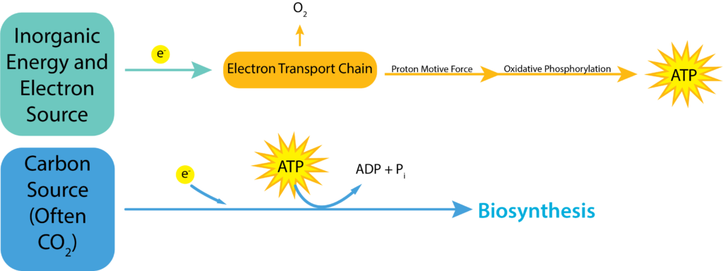 Chemolithotrophy Pathways.