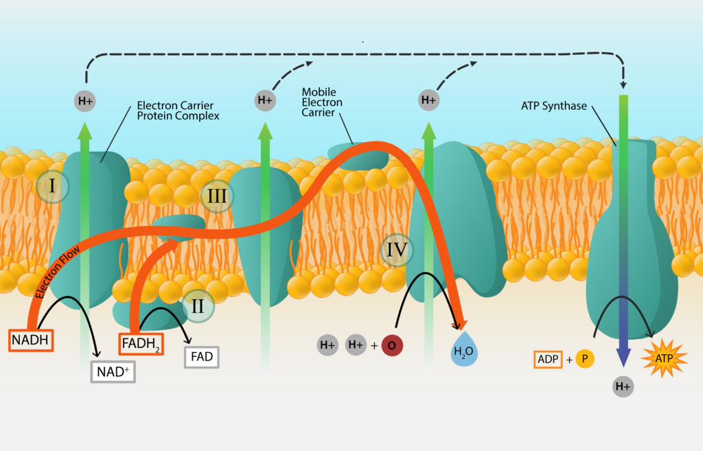 Electron Transport Chain.