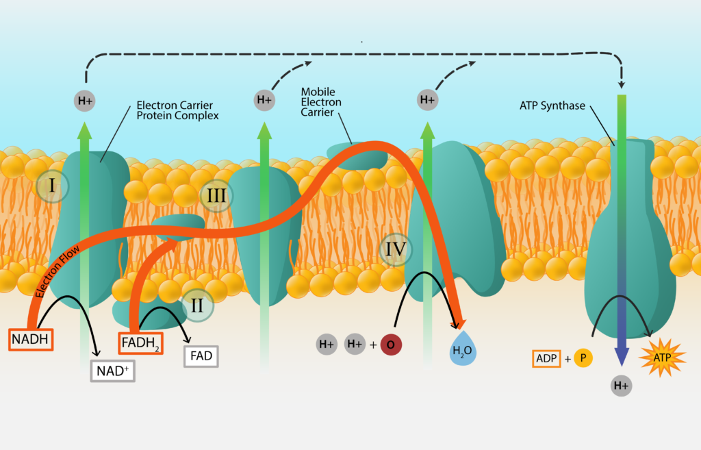 Electron Transport Chain Worksheets