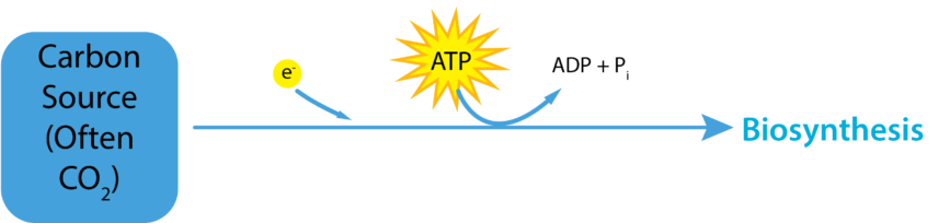  Fixação de CO2.