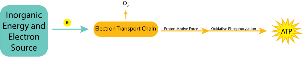 Chemolithotrofní dráhy.