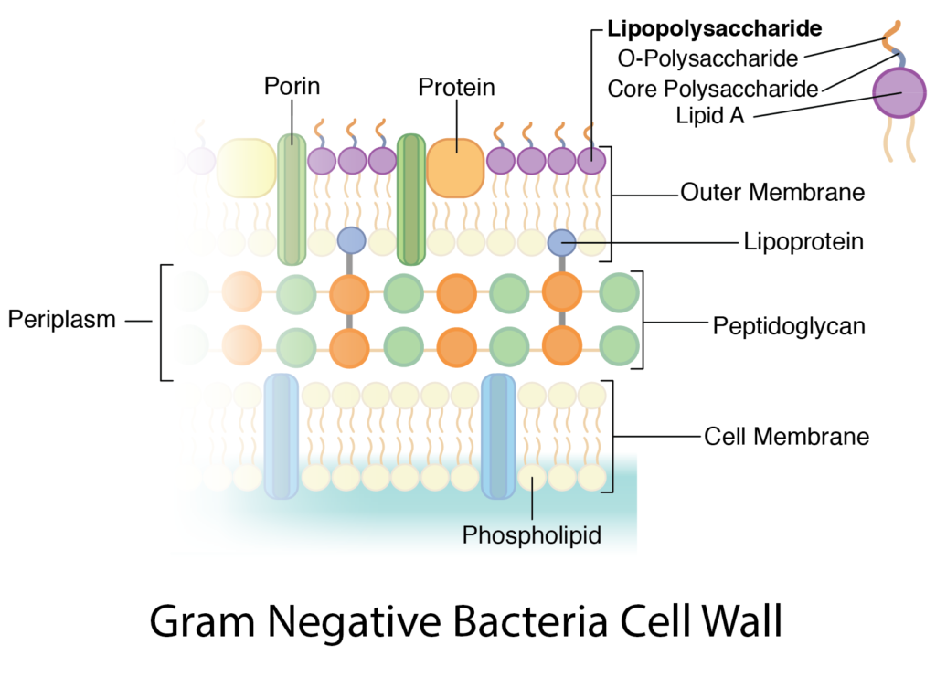 Bacteria Cell Walls General Microbiology