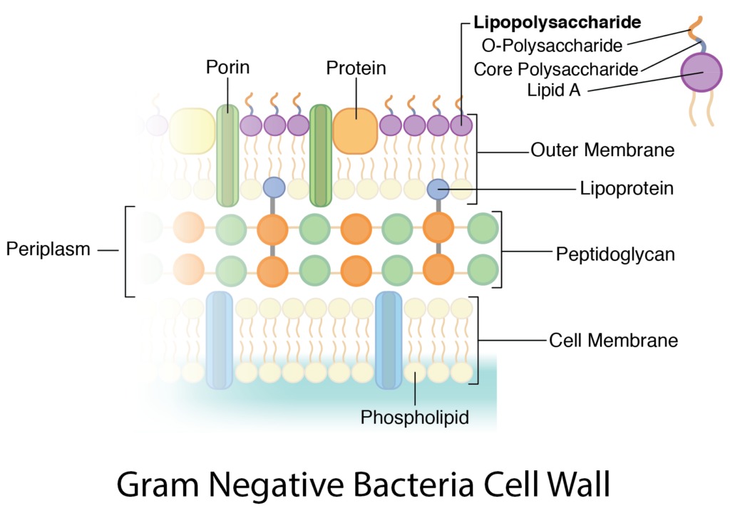 New features of the cell wall of the radio-resistant bacterium