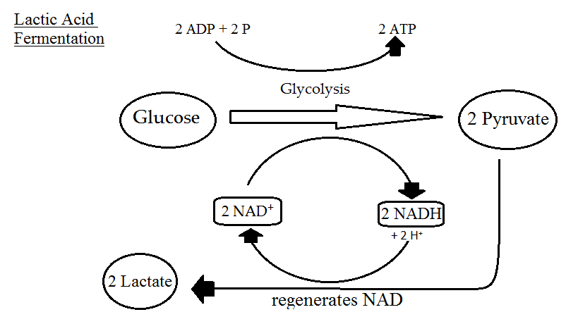 Lactate Fermentation