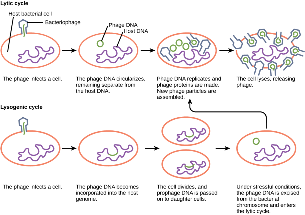 Lytic Cycle Versus Lysogenic Cycle of Replication