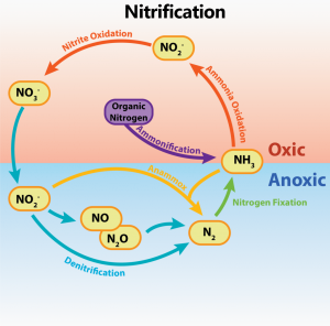 Chemolithotrophy & Nitrogen Metabolism – General Microbiology