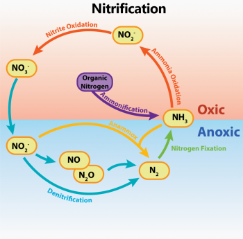 Chemolithotrophy & Nitrogen Metabolism – General Microbiology