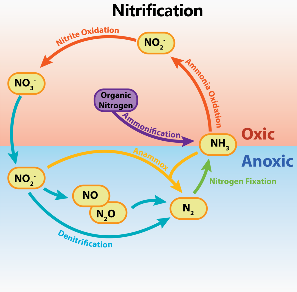 Chemolithotrophy & Nitrogen Metabolism General Microbiology