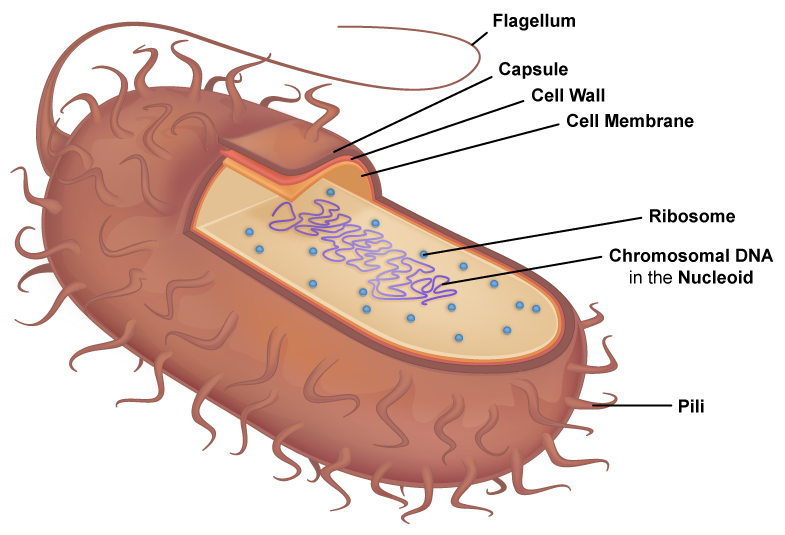 Typical Prokaryotic Cell.