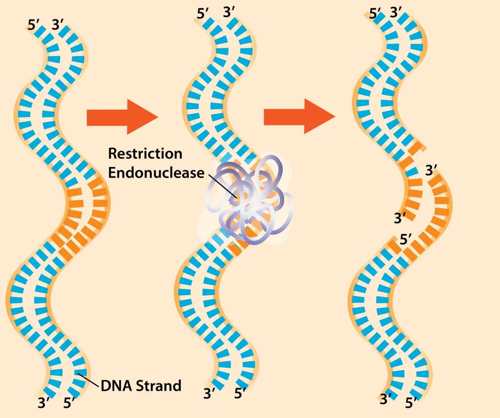 Role Of Restriction Endonuclease In Genetic Engineering