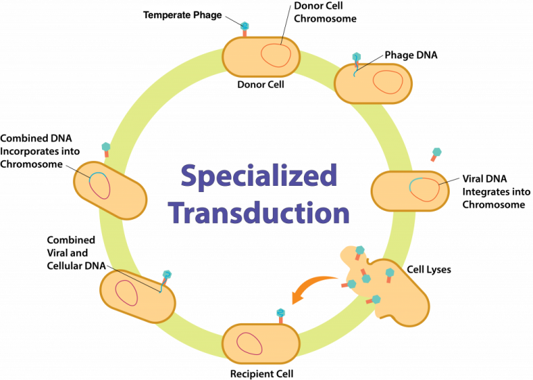 Microbial Genetics – General Microbiology