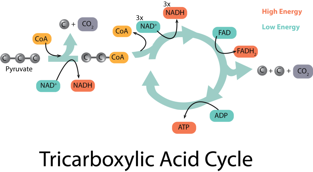 TCA at the End of Glycolysis. 