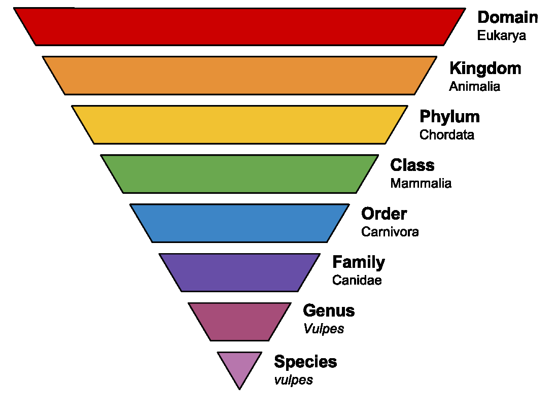 Taxonomic Ranks