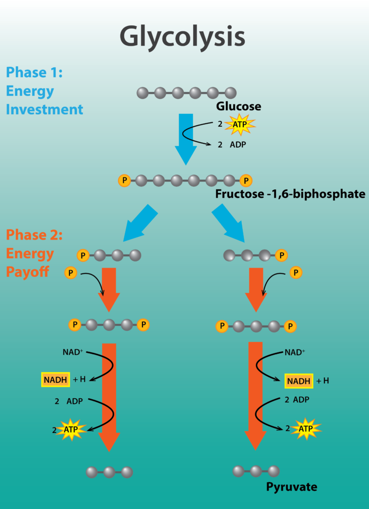 Glycolysis. 