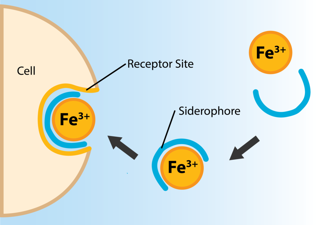 Siderophores and Receptor Sites.