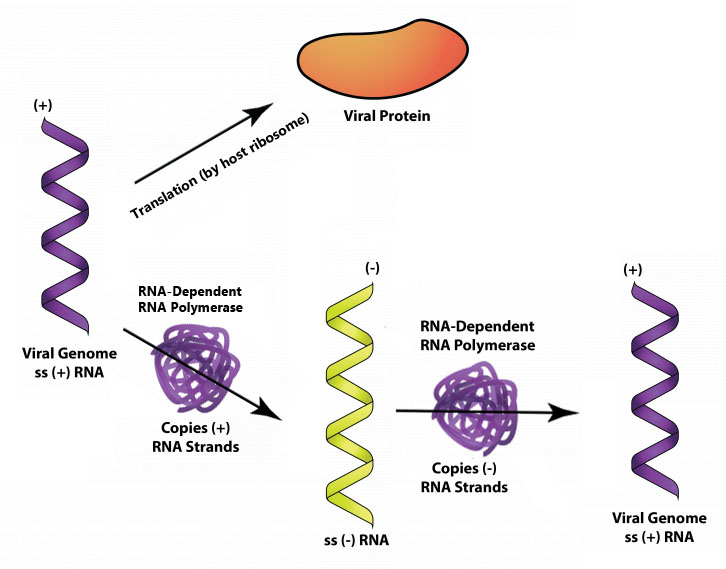 The Viruses General Microbiology