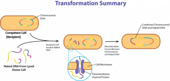 Microbial Genetics – General Microbiology