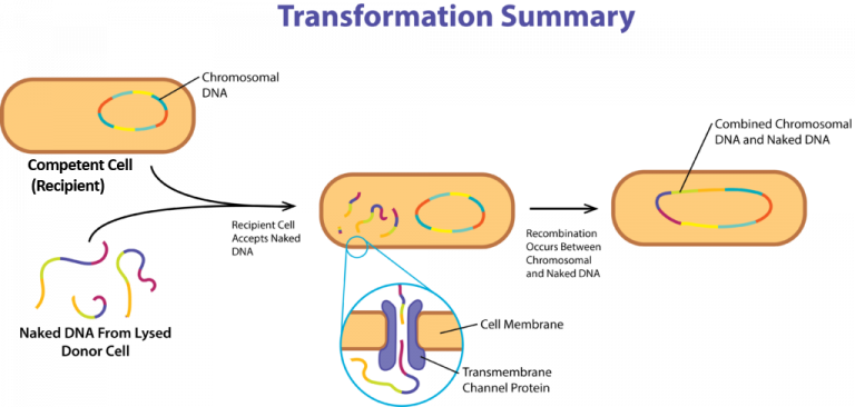 Microbial Genetics – General Microbiology