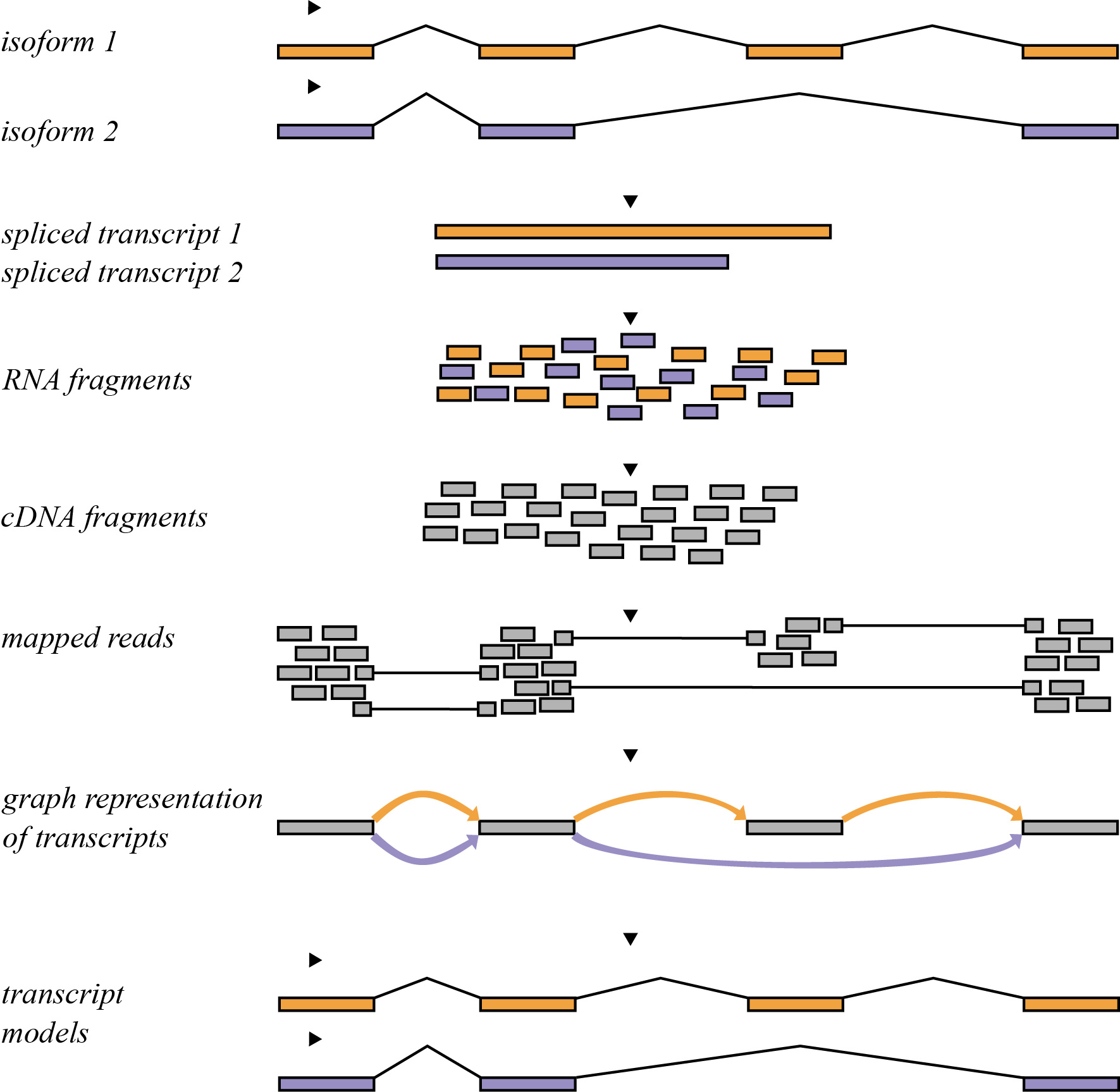 RNA-seq pipeline for computing transcript models.