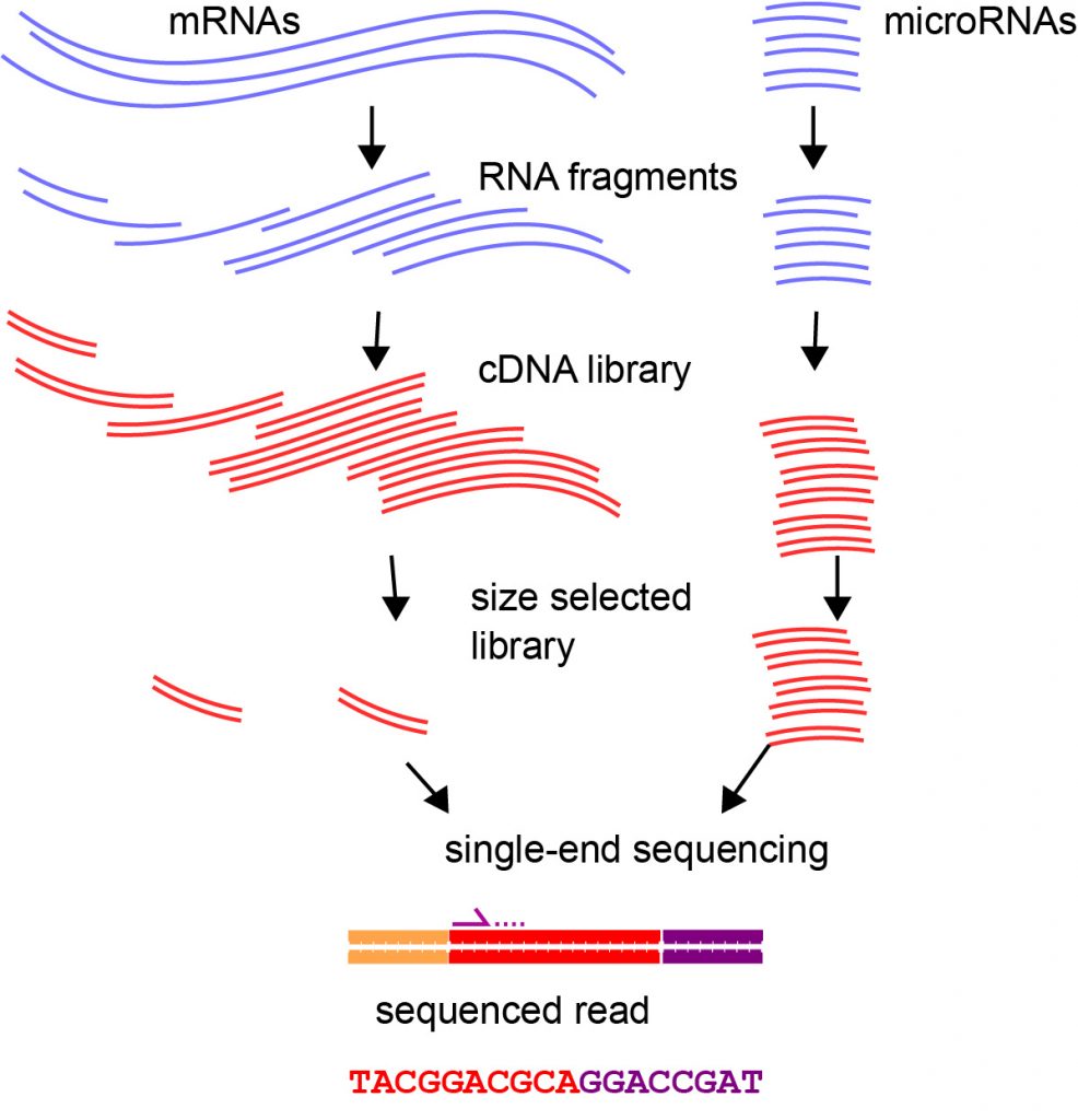 Chapter 6: Transcriptomics – Applied Bioinformatics