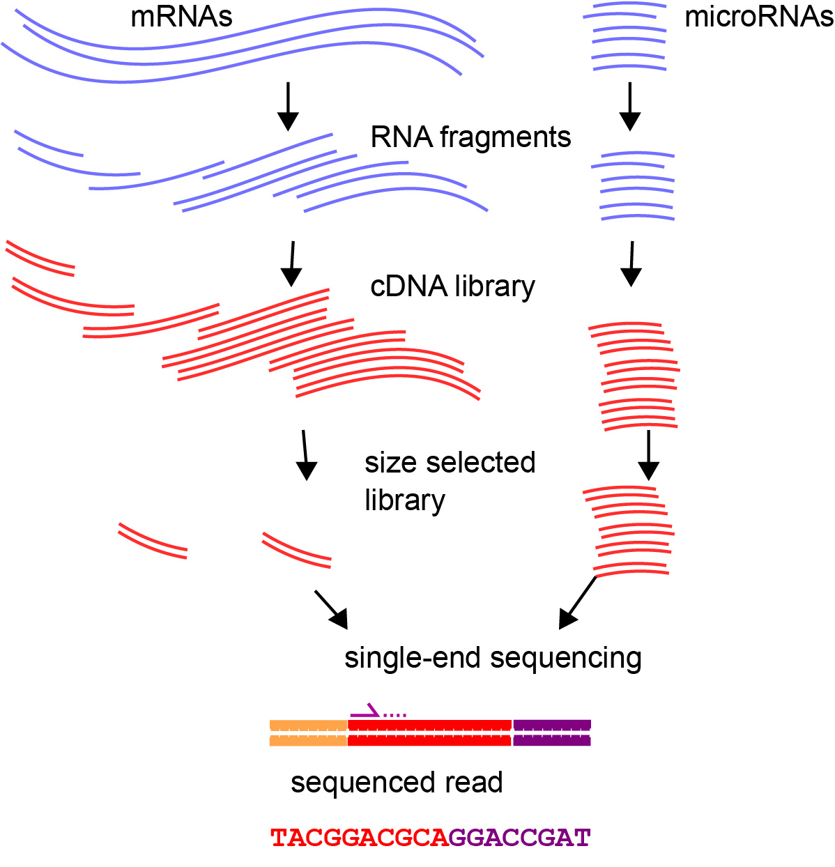 Small RNA sequencing