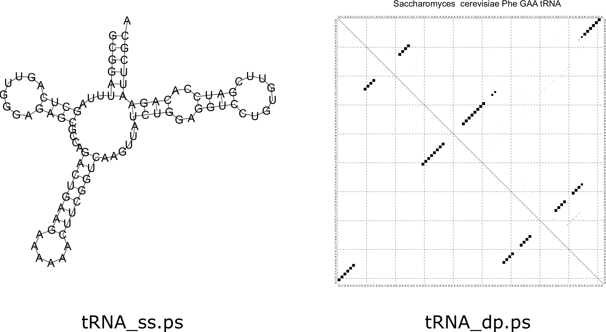Dot plot for a tRNA produced from RNAfold