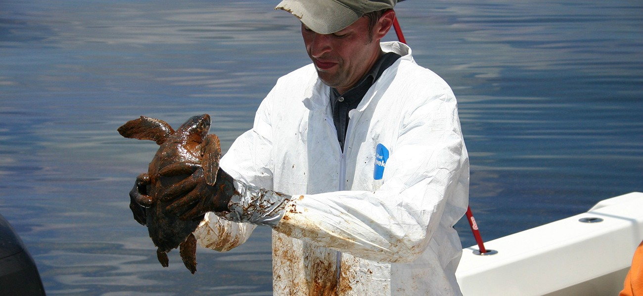 A veterinarian gets ready to clean a sea turtle covered in oil following the Deepwater Horizon oil spill in the Gulf of Mexico in 2010. After the spill, the population of a naturally occurring oil-eating marine bacterium called Alcanivorax borkumensis skyrocketed, helping to get rid of the oil. Scientists are working on ways to genetically engineer this bacterium to be more efficient in cleaning up future spills.