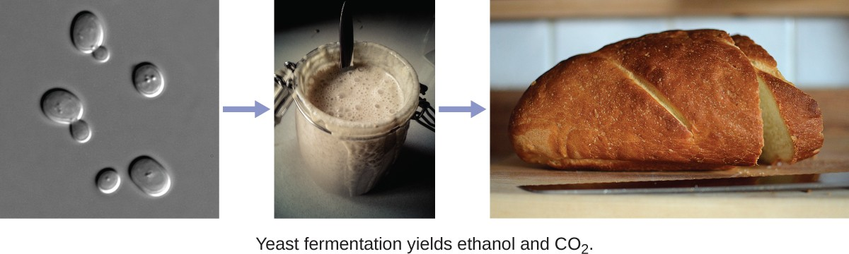 A microscopic view of Saccharomyces cerevisiae, the yeast responsible for making bread rise (left). Yeast is a microorganism. Its cells metabolize the carbohydrates in flour (middle) and produce carbon dioxide, which causes the bread to rise (right).