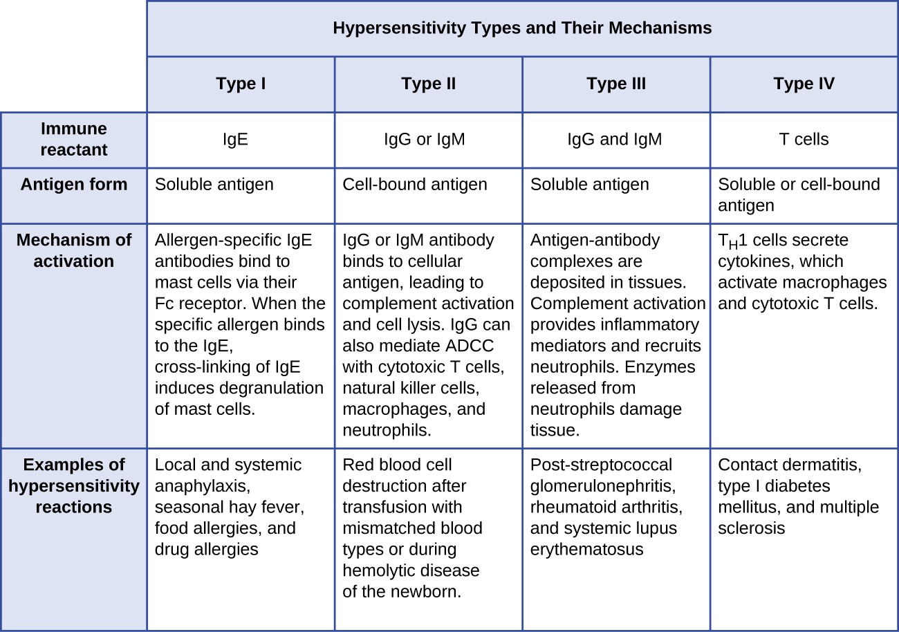 Components of the immune system cause four types of hypersensitivities. Notice that types I–III are B- cell/antibody-mediated hypersensitivities, whereas type IV hypersensitivity is exclusively a T-cell phenomenon.