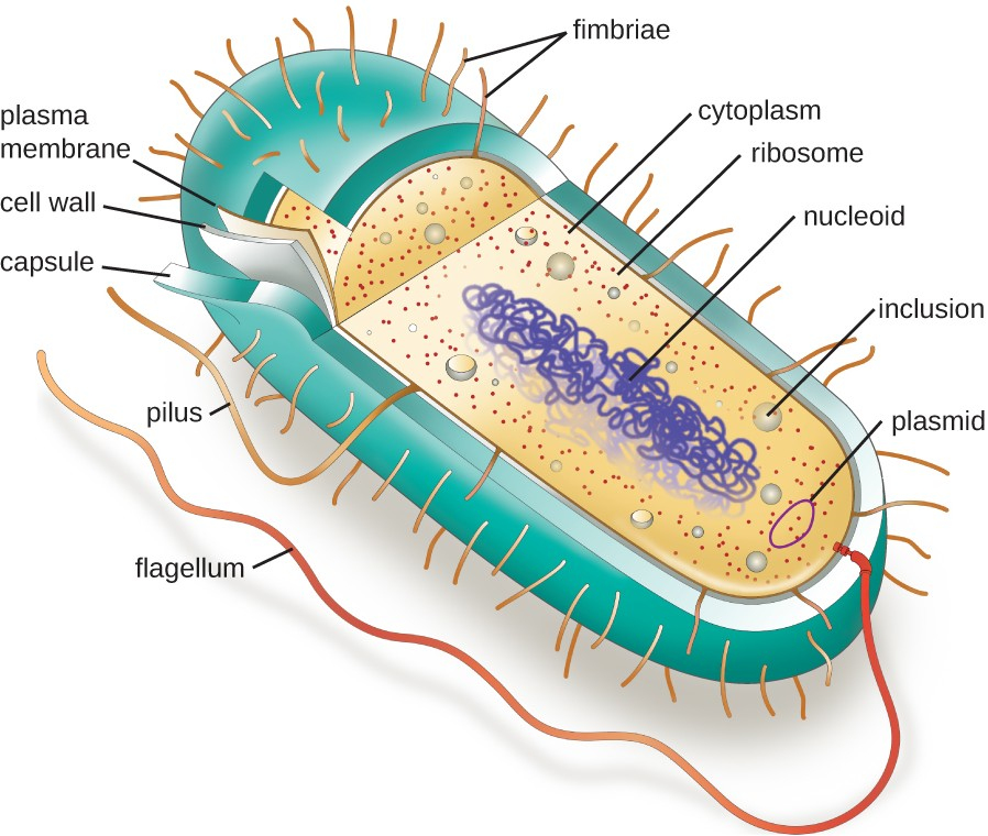 prokaryotic cell diagram unlabeled