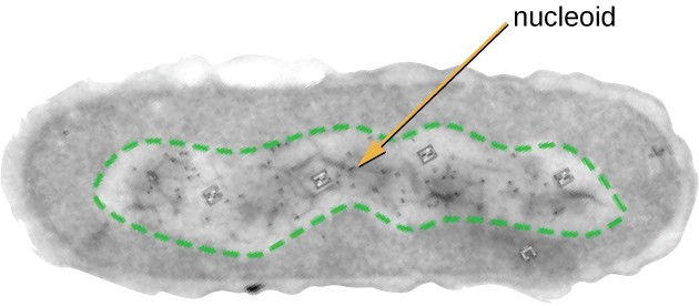 The nucleoid region (the area enclosed by the green dashed line) is a condensed area of DNA found within prokaryotic cells. Because of the density of the area, it does not readily stain and appears lighter in color when viewed with a transmission electron microscope.