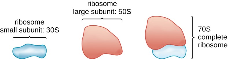 Prokaryotic ribosomes (70S) are composed of two subunits: the 30S (small subunit) and the 50S (large subunit), each of which are composed of protein and rRNA components.