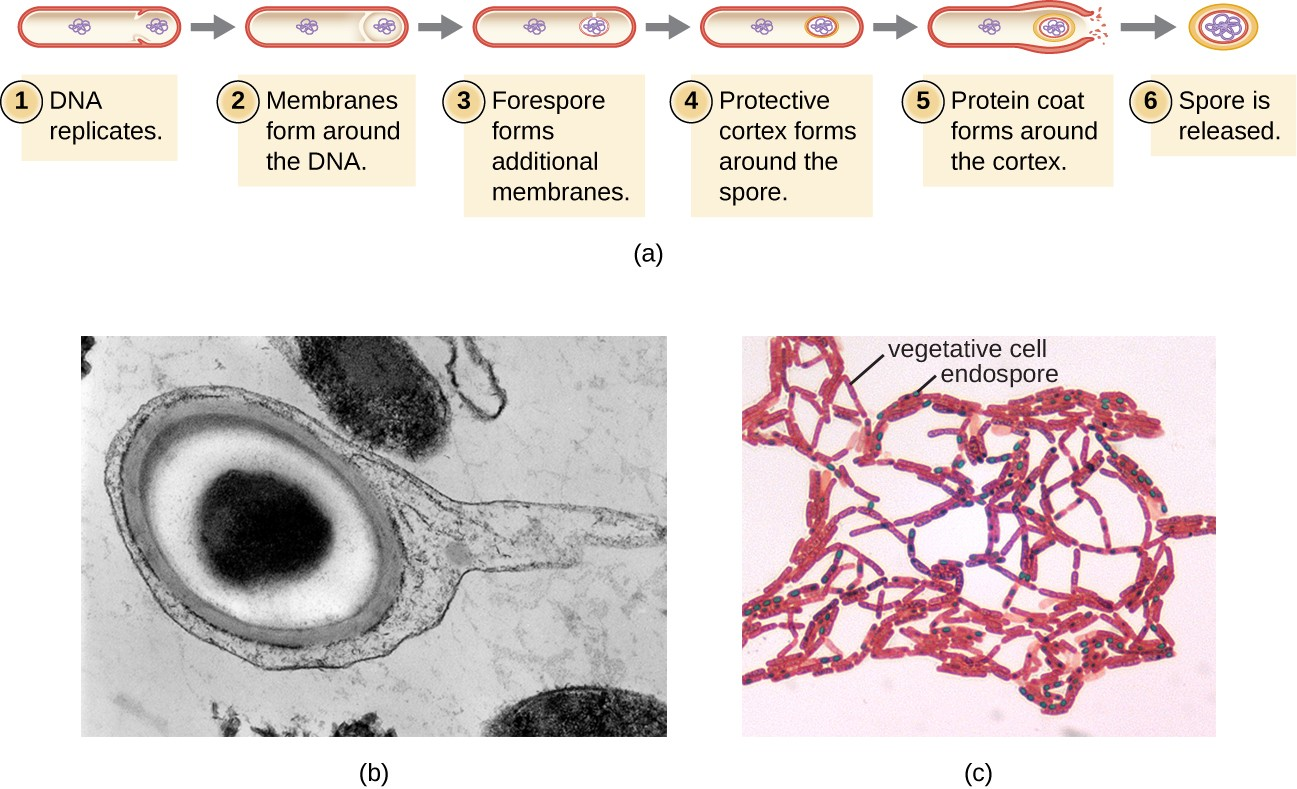 (a) Sporulation begins following asymmetric cell division. The forespore becomes surrounded by a double layer of membrane, a cortex, and a protein spore coat, before being released as a mature endospore upon disintegration of the mother cell. (b) An electron micrograph of a Carboxydothermus hydrogenoformans endospore. (c) These Bacillus spp. cells are undergoing sporulation. The endospores have been visualized using Malachite Green spore stain.