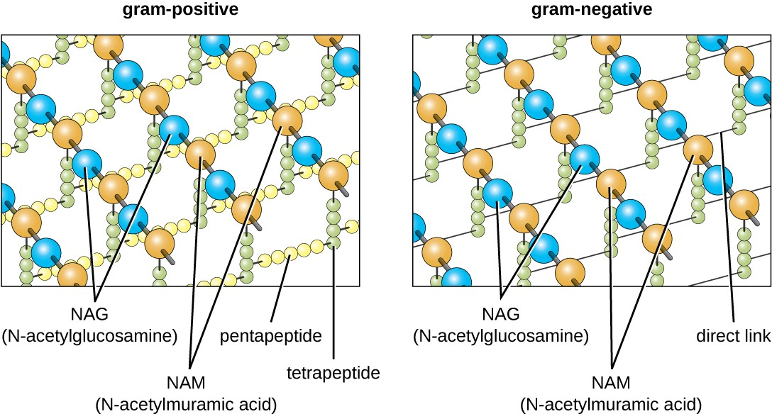 Peptidoglycan is composed of polymers of alternating NAM and NAG subunits, which are cross-linked by peptide bridges linking NAM subunits from various glycan chains. This provides the cell wall with tensile strength in two dimensions.