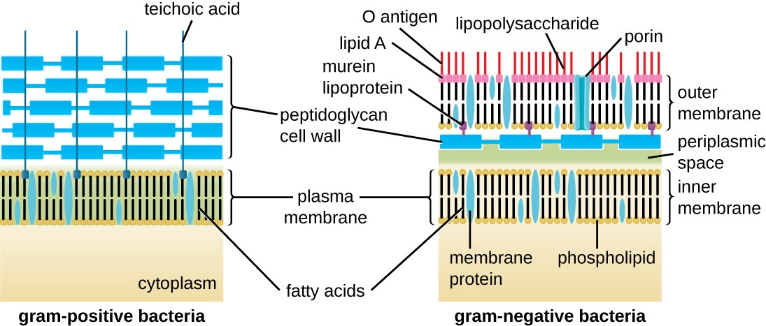 New features of the cell wall of the radio-resistant bacterium