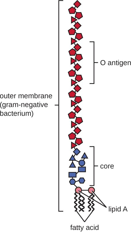 The outer membrane of a gram-negative bacterial cell contains lipopolysaccharide (LPS), a toxin composed of Lipid A embedded in the outer membrane, a core polysaccharide, and the O side chain.