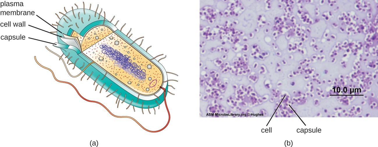 (a) Capsules are a type of glycocalyx composed of an organized layer of polysaccharides. (b) A capsule stain of Pseudomonas aeruginosa, a bacterial pathogen capable of causing many different types of infections in humans.